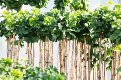 Ginkgo biloba 'Mariken' boule sur tige 90cm tronc
