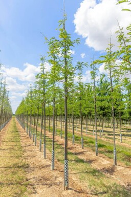 Gleditsia triacanthos haute-tige