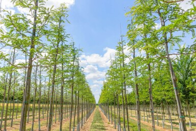 Gleditsia triacanthos haute-tige