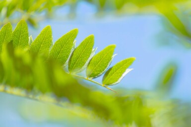Gleditsia triacanthos haute-tige 18/20