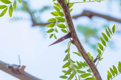 Gleditsia triacanthos haute-tige 18/20