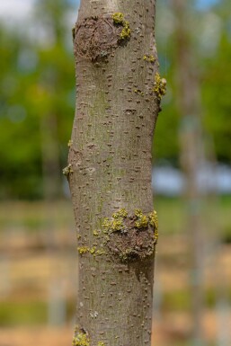 Gleditsia triacanthos haute-tige 18/20