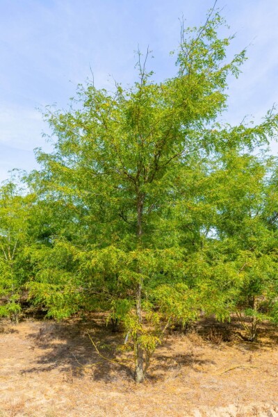 Gleditsia triacanthos cépée