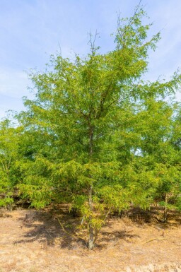 Gleditsia triacanthos cépée