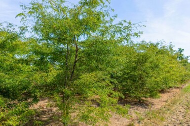 Gleditsia triacanthos cépée