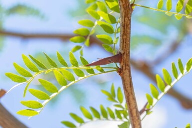 Gleditsia triacanthos cépée