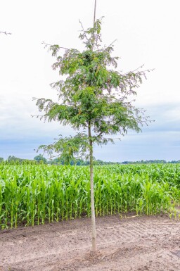Gleditsia triacanthos f. inermis haute-tige