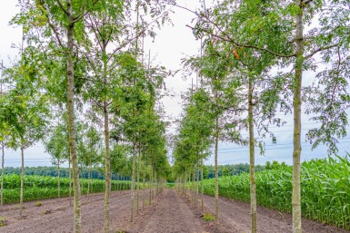 Gleditsia triacanthos f. inermis haute-tige