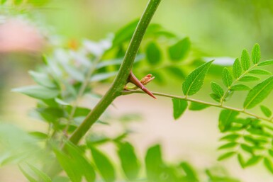 Gleditsia triacanthos f. inermis haute-tige