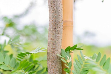Gleditsia triacanthos f. inermis haute-tige