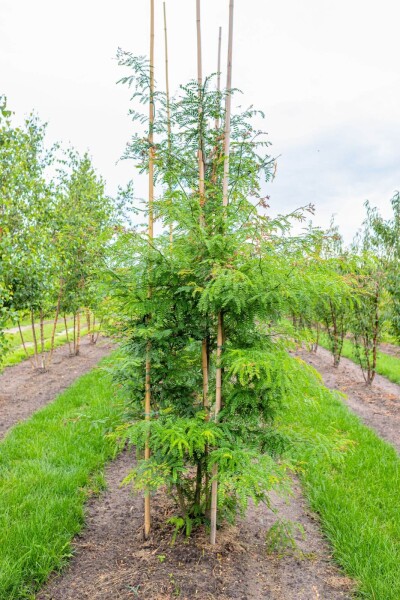 Gleditsia triacanthos f. inermis cépée