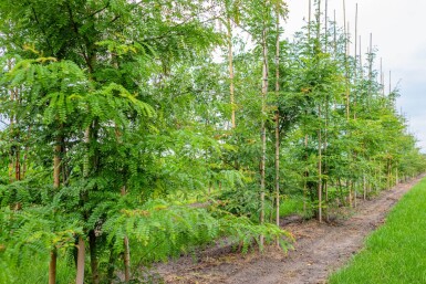 Gleditsia triacanthos f. inermis cépée