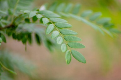 Gleditsia triacanthos f. inermis cépée