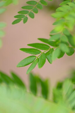 Gleditsia triacanthos f. inermis cépée