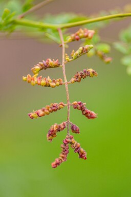 Gleditsia triacanthos f. inermis cépée