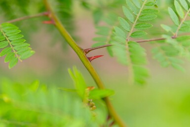 Gleditsia triacanthos f. inermis cépée