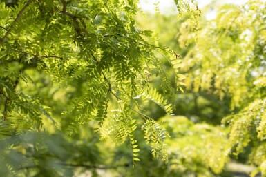 Gleditsia triacanthos f. inermis cépée