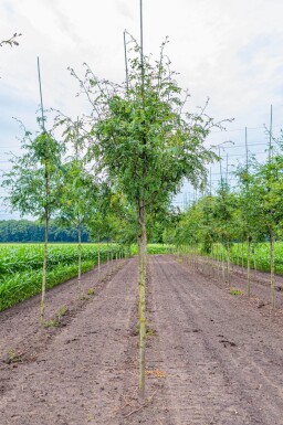 Gleditsia triacanthos 'Skyline' haute-tige
