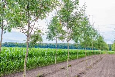 Gleditsia triacanthos 'Skyline' haute-tige