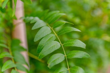 Gleditsia triacanthos 'Skyline' haute-tige