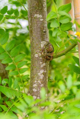 Gleditsia triacanthos 'Skyline' haute-tige