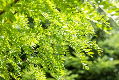 Gleditsia triacanthos 'Skyline' haute-tige