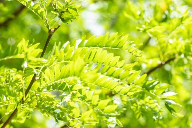 Gleditsia triacanthos 'Skyline' haute-tige