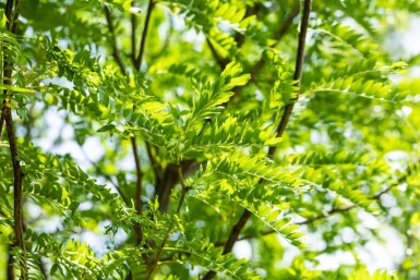 Gleditsia triacanthos 'Skyline' haute-tige