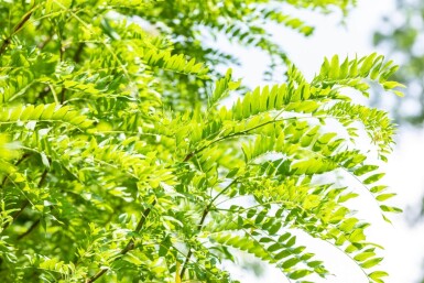 Gleditsia triacanthos 'Skyline' haute-tige