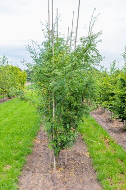 Gleditsia triacanthos 'Skyline' cépée