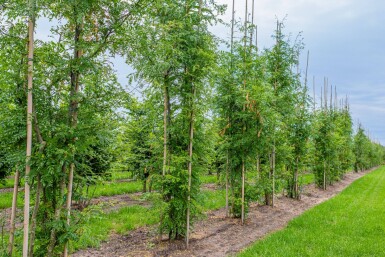 Gleditsia triacanthos 'Skyline' cépée