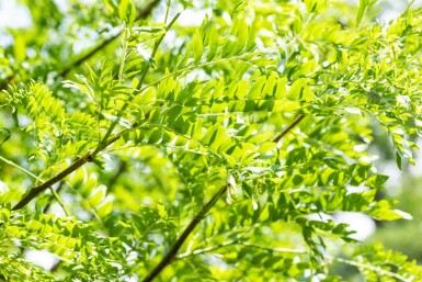 Gleditsia triacanthos 'Skyline' cépée