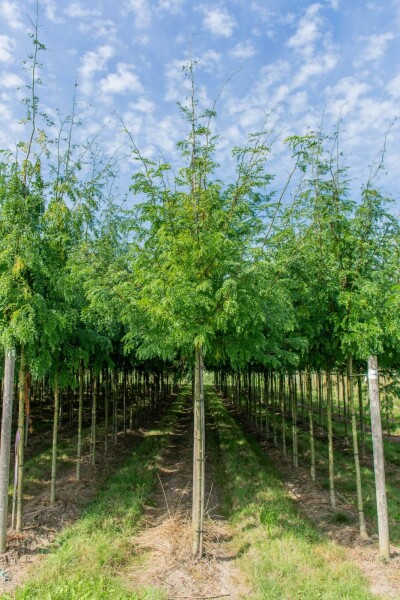 Gleditsia triacanthos 'Sunburst' haute-tige 6/8