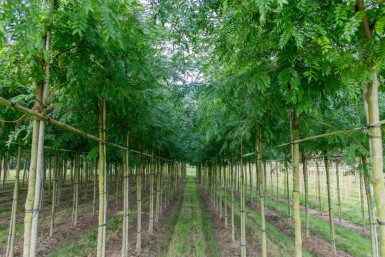 Gleditsia triacanthos 'Sunburst' haute-tige 6/8