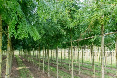 Gleditsia triacanthos 'Sunburst' haute-tige 6/8