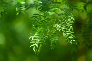Gleditsia triacanthos 'Sunburst' cépée