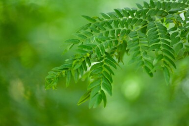 Gleditsia triacanthos 'Sunburst' cépée