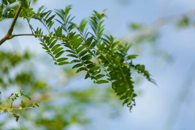 Gleditsia triacanthos 'Sunburst' cépée