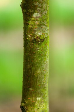 Gleditsia triacanthos 'Sunburst' cépée