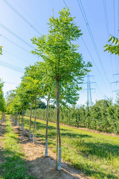 Gymnocladus dioica haute-tige