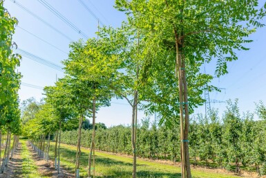 Gymnocladus dioica haute-tige