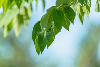 Gymnocladus dioica haute-tige