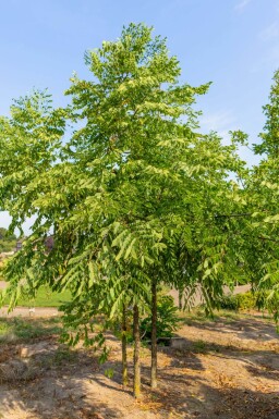 Gymnocladus dioica cépée