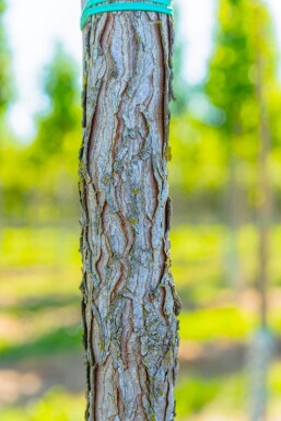 Gymnocladus dioica cépée