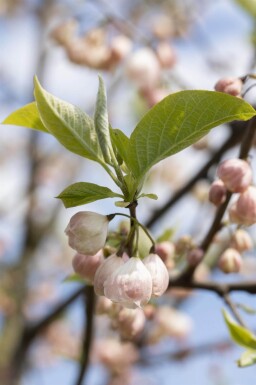 Halesia carolina cépée