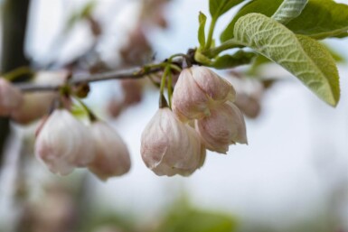 Halesia carolina cépée