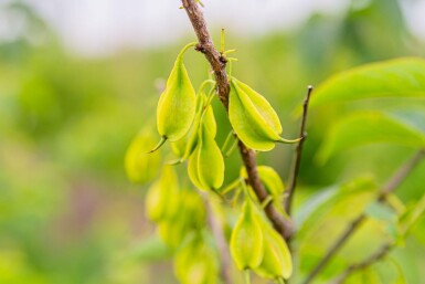 Halesia carolina cépée