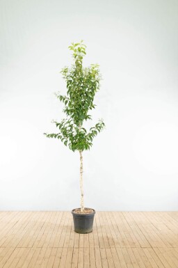 Heptacodium miconioides haute-tige