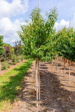 Heptacodium miconioides haute-tige