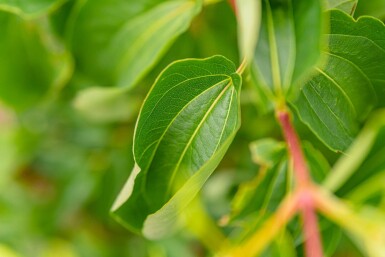 Heptacodium miconioides haute-tige 8/10